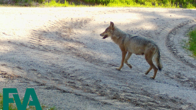 Der Paarungsbeweis: Eine Fähe (weiblicher Wolf) mit ausgeprägten Milchdrüsen. Ein Wildtierkamera nahm das Bild nahe des Schluchsees auf.