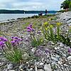 Der Schnittlauch mit seinen lila Blüten ist derzeit die auffälligste Pflanze des Strandrasens. Kaum einer weiß, dass er seinen Ursprung ...