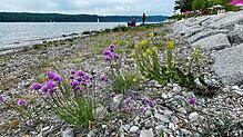 Der Schnittlauch mit seinen lila Blüten ist derzeit die auffälligste Pflanze des Strandrasens. Kaum einer weiß, dass er seinen Ursprung ...