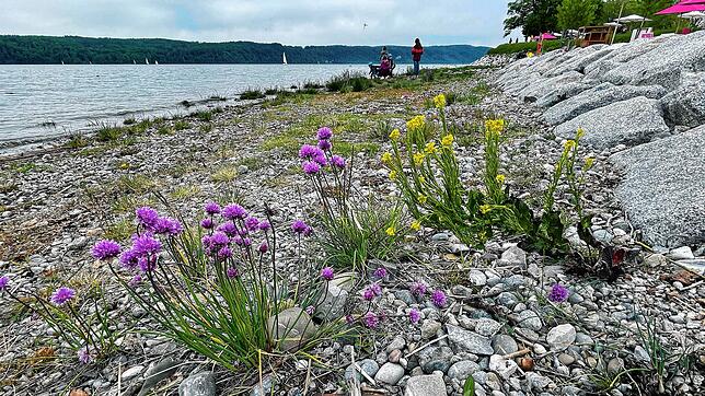 Der Schnittlauch mit seinen lila Blüten ist derzeit die auffälligste Pflanze des Strandrasens. Kaum einer weiß, dass er seinen Ursprung ...