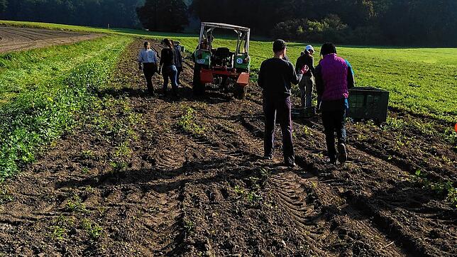 Mitglieder können von Frühjahr bis Herbst auf dem Acker der SoLawi mithelfen und etwas über den regionalen Anbau erfahren.