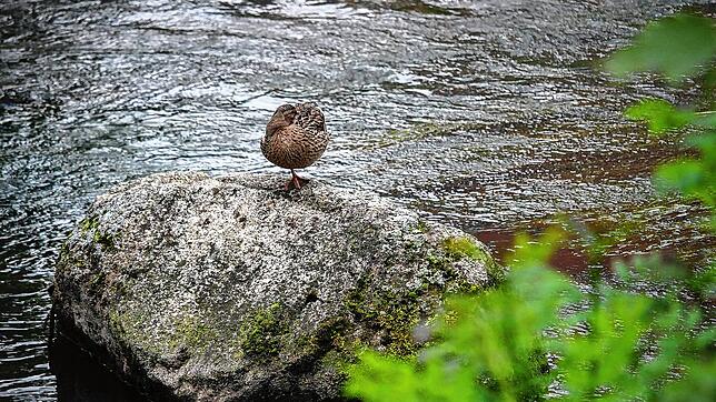 Die Pfingstfeiertage starten wohl mit eher schlechterem Wetter, Kälte und Regen. Das ist es besser, sich wie diese Ente auf einem Stein ...