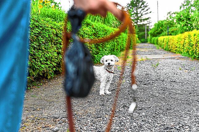Auch kleine Hunde wie dieser Havaneser brauchen viel Auslauf, möglichst auch frei und ohne Leine.