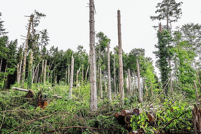 Bild 1: Umgestürzte Bäume sorgen für viel Arbeit für alle: Die Bilder nach dem Unwetter aus Radolfzell