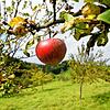 Bei Immendingen hängen Äpfel auf einer Streuobstwiese. Nirgends in Deutschland gibt es auch nur annähernd so viel Streuobst-Flächen wie ...