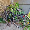 Viele Fahrräder werden an Bahnhöfen oder öffentlichen Plätzen abgestellt und nie abgeholt, wie hier in Schwörstadt am Bahnhof, wo sich ...