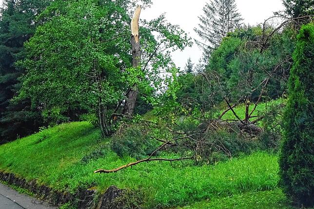 In diesem Baum in Schabenhausen ist der Blitz eingeschlagen.