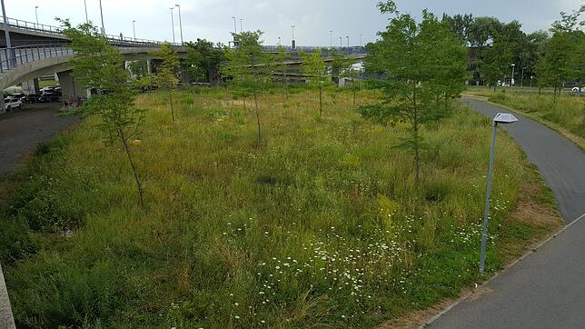Hier soll das 360-Grad-Rundpanorma von Yadegar Asisi bis 2020 entstehen: Im Moment ist das Grundstück zwischen Schänzlebrücke, Neuwerk ...