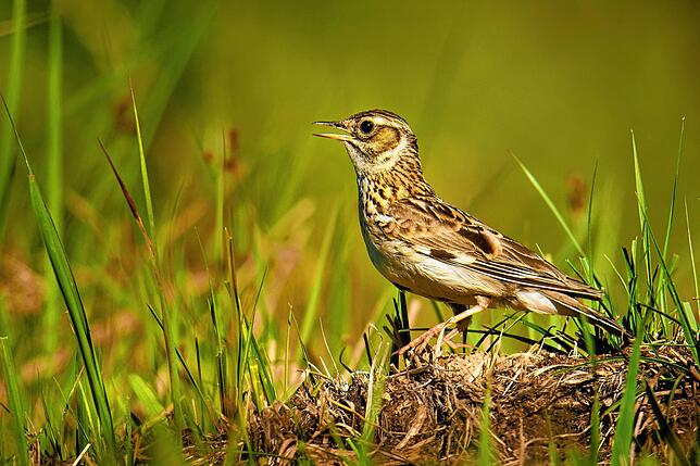 Die Heidelerche gilt als sehr seltener Brutvogel. Ihre Lebensräume in Mitteleuropa sind aufgrund verschiedener Faktoren bedroht.