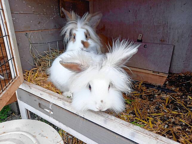 Den Kaninchen Fritzi und Schorsch macht die Hitze ganz schön zu schaffen. Meistens liegen sie den ganzen Tag im Stall herum und bewegen ...