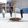 Der Schulhof ist fertig, eine Buche wieder gepflanzt (v.l.): Schulleiterin Christine Rutschmann (Hans-Thoma-Gemeinschaftsschule), ...