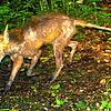 Fuchsräude ist für befallene Tiere eine extrem unangenehme Sache. Häufig fügen sie sich durch Kratzen schlimme Verletzungen zu.