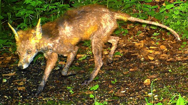Fuchsräude ist für befallene Tiere eine extrem unangenehme Sache. Häufig fügen sie sich durch Kratzen schlimme Verletzungen zu.
