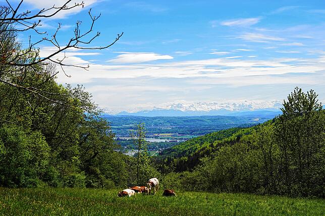 Die Aussicht: Idylle mit Rindern vor der Alpenkulisse.