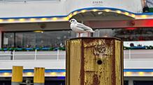 Eine Lachmöwe sitzt auf einem Pfosten im Konstanzer Hafen. Der Bestand der Tiere verringert sich aber auch am Bodensee, die Vogelgrippe ...