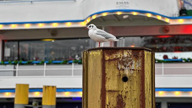 Eine Lachmöwe sitzt auf einem Pfosten im Konstanzer Hafen. Der Bestand der Tiere verringert sich aber auch am Bodensee, die Vogelgrippe ...