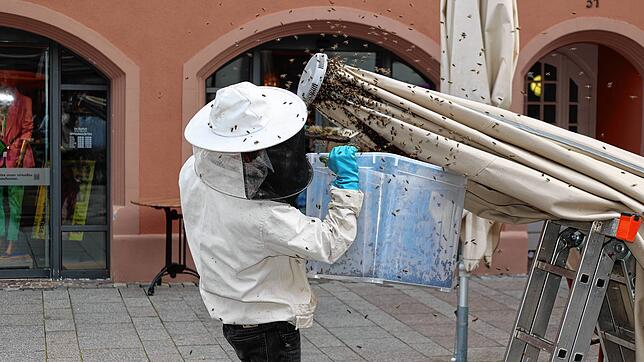 Imker Thorsten Kortmann sammelt 10.000 Bienen aus einem Sonnenschirm des Eiscafés Zampolli ein.