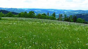 Auf diesem Gebiet im Gewann Steinhalde ist die Erstellung ein 40 Meter hoher Funkgittermast geplant. Foto: Priska Dold