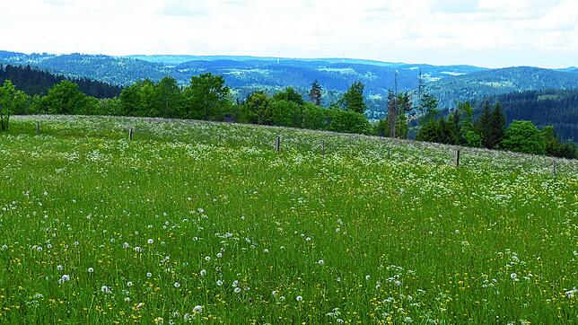Auf diesem Gebiet im Gewann Steinhalde ist die Erstellung ein 40 Meter hoher Funkgittermast geplant. Foto: Priska Dold