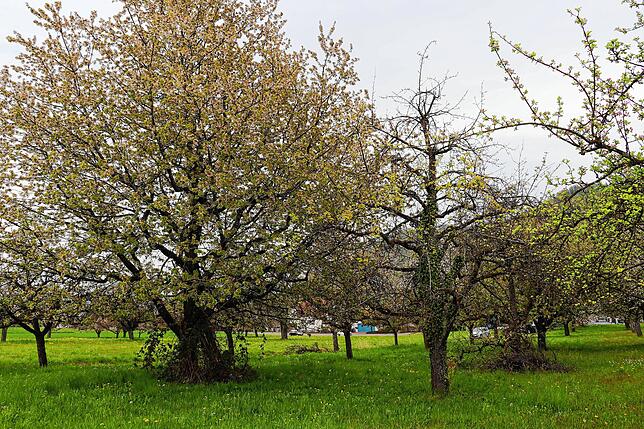 Bild 6: Streit um das Freiwiesle: So sieht die Streuobstwiese aktuell aus
