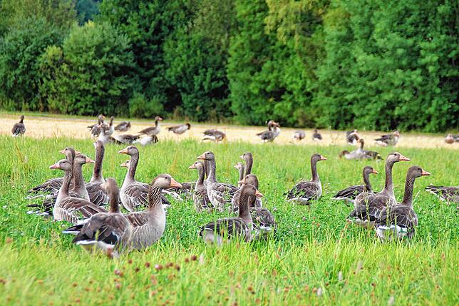 Graugänse am Kirnbergsee