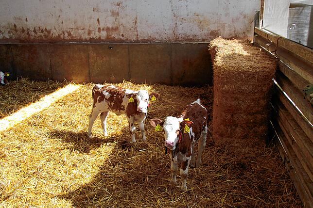 Hier darf der Nachwuchs friedlich heranwachsen. Die jungen Tiere werden in großen Ställen mit gleichaltrigen aufgezogen.