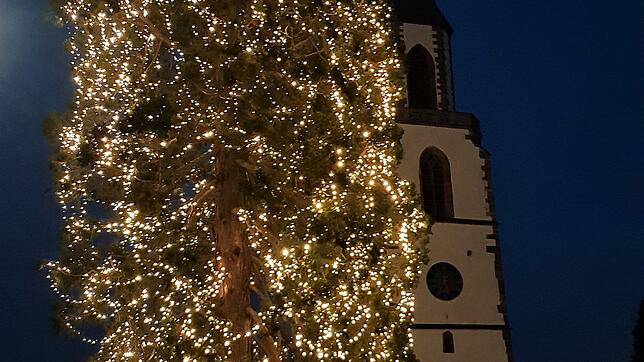 Der Mammutbaum in Eichsel wird am Sonntag erleuchtet.