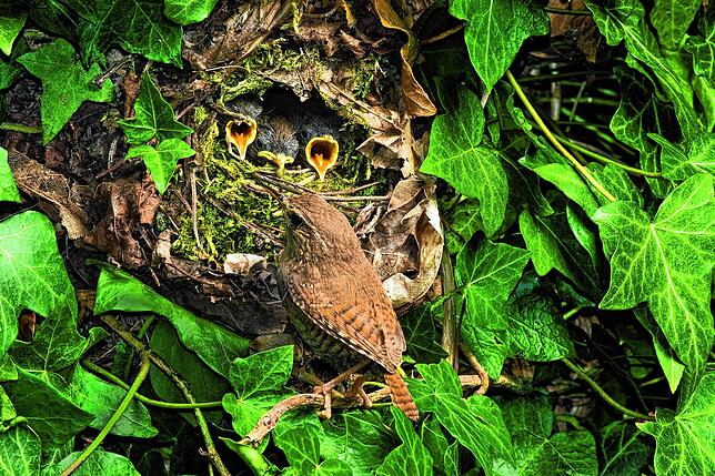 Im wuchernden Efeu versteckt, findet der Zaunkönig einen geschützen Platz für sein Kugelnest. Hier beim Füttern der Jungen.