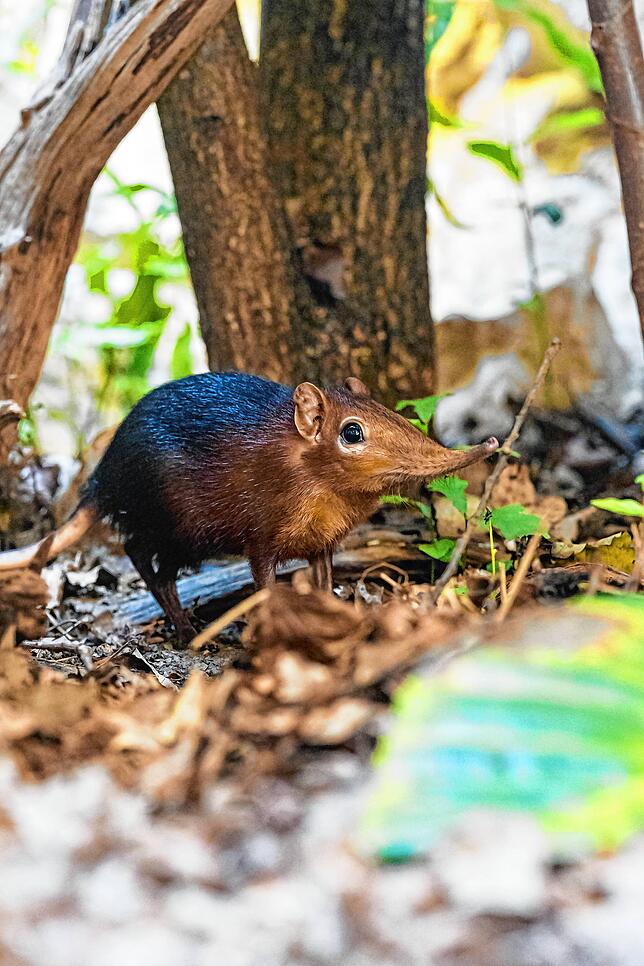 Bild 1: Kurioser Neuzugang: Täglich grüßt das Rüsselhündchen im Basler Zoo