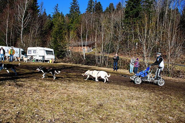 Bild 4: Die Bilder vom Huskywochenende in Todtmoos