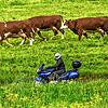 Ok, wenn sich der Lärm in Grenzen hält: &bdquo;Genussfahrer&ldquo; sind auch in der Ferienregion Schwarzwald willkommen.