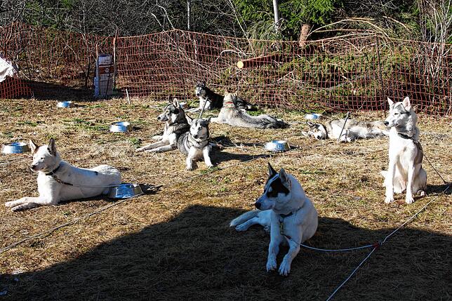 Wann gehts denn endlich auf den Trail? Diese Schlittenhunde warten geduldig auf ihren Einsatz.