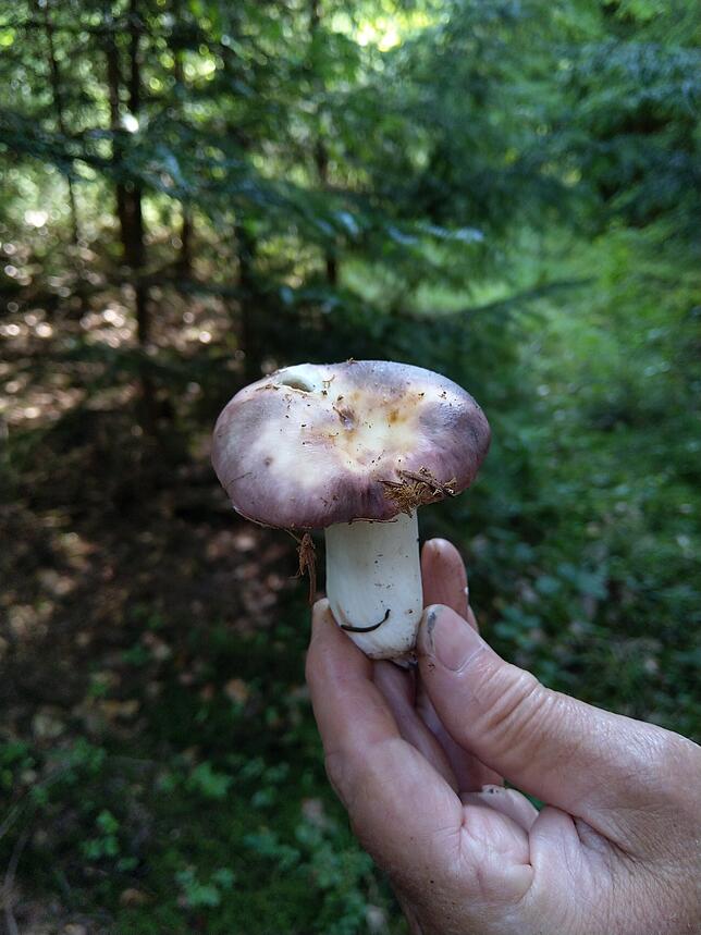 Der Täubling mit violettem Hut.