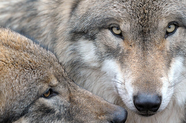 Europäische Wölfe (lat. Canis lupus lupus) (Symbolbils) leben in Rudeln. Der nun in der Schweiz gesichtete Wolf schien alleine unterwegs ...