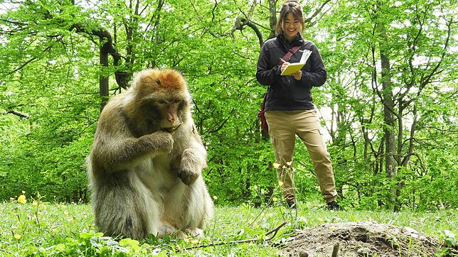 Master-Studentin Zoe Schultz aus England beobachtet die Berberaffen auf dem Affenberg Salem beim Fressen. So möchte sie herausfinden, ob ...