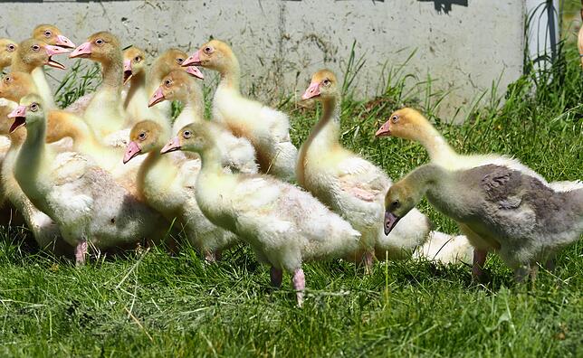 Die Gänseküken bei ihrem ersten Weidegang im Sommer 2019.