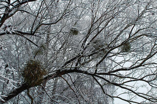 Bild 29: Schnee wohin das Auge reicht! So sieht es gerade im Raum Stockach aus