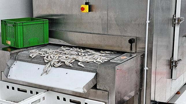 Die Garnelen werden nach der Ernte direkt schockgefrostet.
