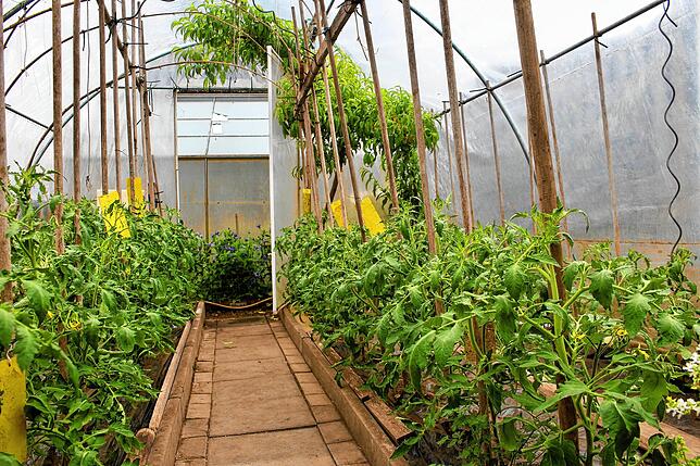 Blick in das Gewächshaus, in dem die Tomaten fürs hausgemachte Sugo gedeihen.