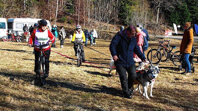 Ein Gespann mit Husky und Montainbike geht im Januar 2024 in Todtmoos-Schwarzenbach auf die Piste. Ein Jahr später ist die Schneelage ...