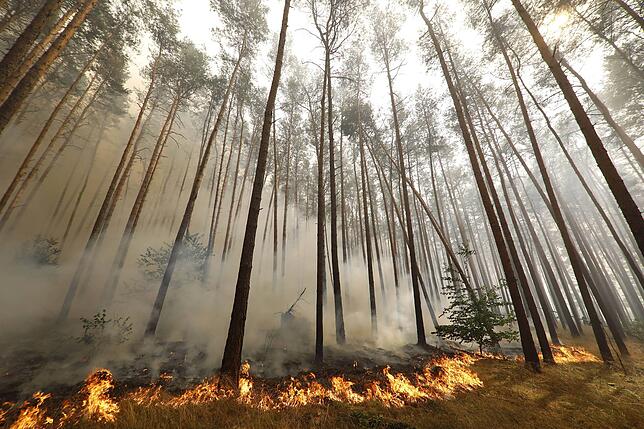 Ein Waldbrand zwischen Dreieck Potsdam und Fichtenwalde. Vor allem Nadelwälder sind anfällig für Waldbrände.