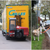 Links: Zwei Lastwagen versuchen auf der Straße Zum Postbühl aneinander vorbeizukommen. Rechts: Anwohnerin Lioba Kästle mit ihrem Hund an ...