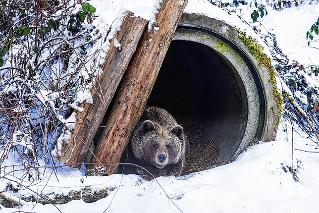 Eine vorrübergehend aus ihrer Winterruhe aufgewachte Bärin liegt im Januar im Eingang ihrer Höhle.