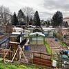 Frühling in der Knöpfleswies: Die Schrebergartenkolonie soll in den nächsten Jahren ein neues Gesicht bekommen. Geplant ist eine ...