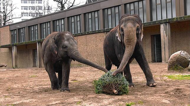 Bleibt die Lichterkette dran, schlägt der Tannenbaum schon mal auf den Magen: Elefanten beim Weihnachts-Nachtisch im Berliner Zoo.