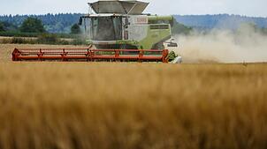 Landesbauernverband: Ernte soll rasch eingefahren werden. (Archivbild)