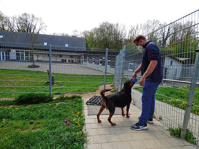 Schmusi, so ruft Stefan Keller das Rottweiler-Weibchen namens Susi, ist dem Tierheim überwiesen worden und sucht nun ein Herrchen fürs ...