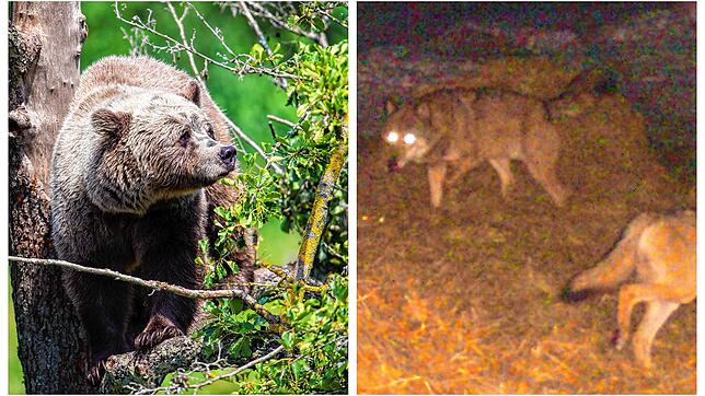 Links: Ein Braunbär klettert im Gehege im Wildpark Poing (Bayern) auf einem Baum. Rechts: Zwei Wölfe werden in der Region am Schluchsee ...