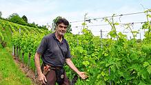 Hubert Gutemann zwischen den Weinreben an der Wanger Halde. Hier wächst neben neben alten Sorten wie Müller-Thurgau und Spätburgunder ...