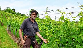 Hubert Gutemann zwischen den Weinreben an der Wangener Halde. Hier wächst neben neben alten Sorten wie Müller-Thurgau und Spätburgunder ...